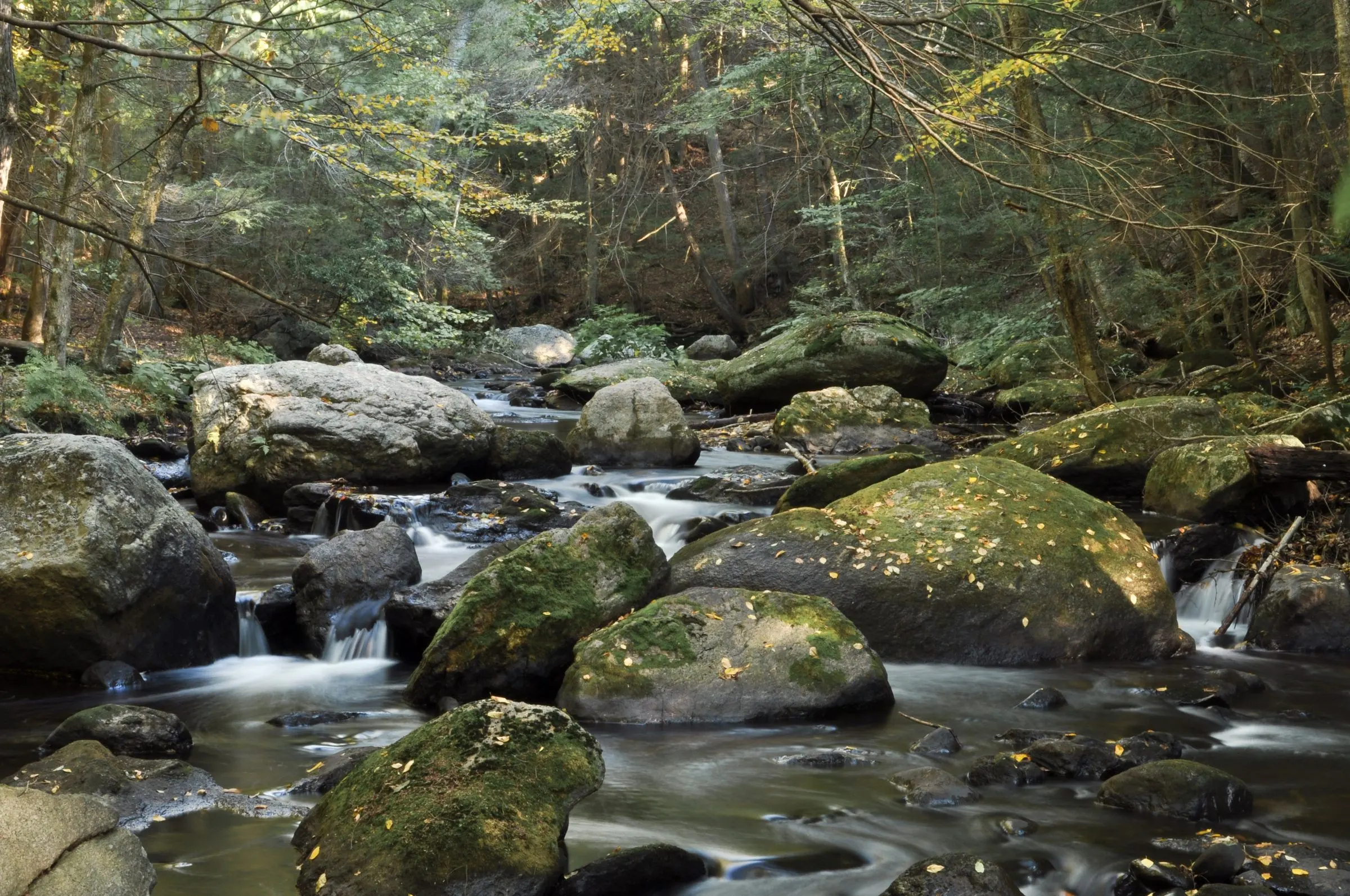 Roaring Brook running over mossy boulders through the woods of Cotton Hollow in early fall